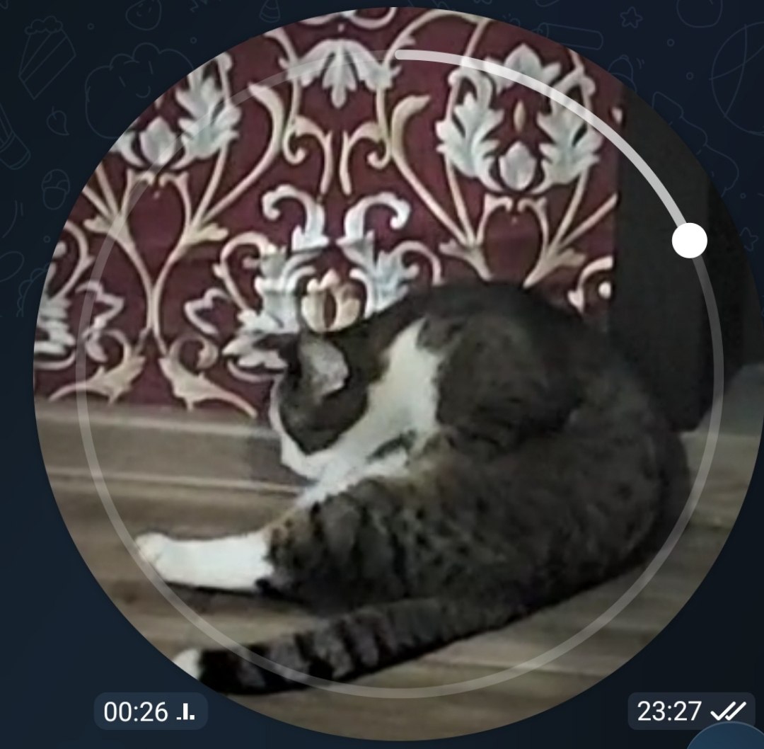 Кошка Маруся